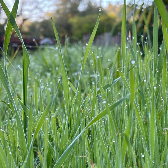 Meet your Posher, Elis - Picture 1 of 1